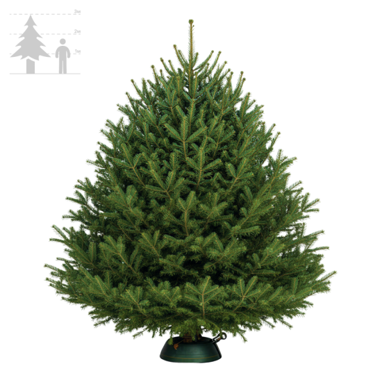 Пихта Нордмана (Датская) 275-300 см