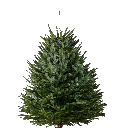 Ёлка Датская Премиум 350-400 см