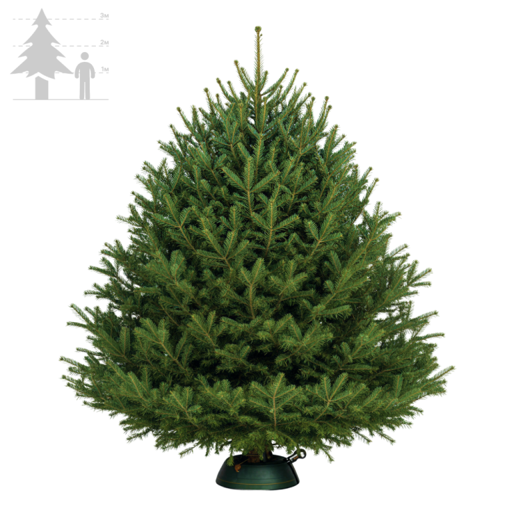 Пихта Нордмана (Датская) 300-350 см
