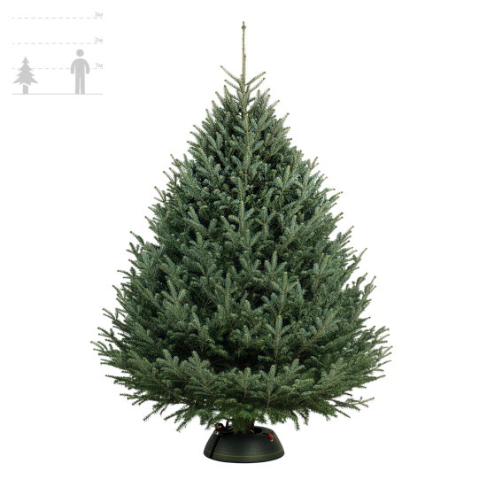 Пихта Фразера 125-150 см