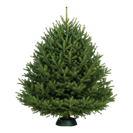 Пихта Нордмана (Датская) 9,5-10 м