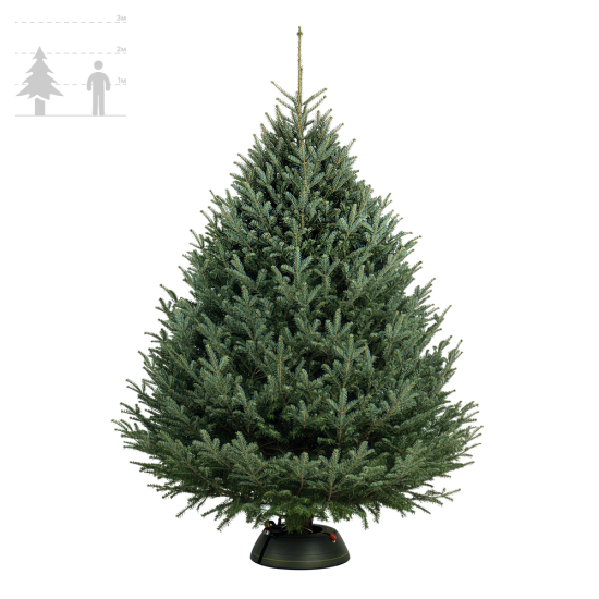 Пихта Фразера 200-225 см