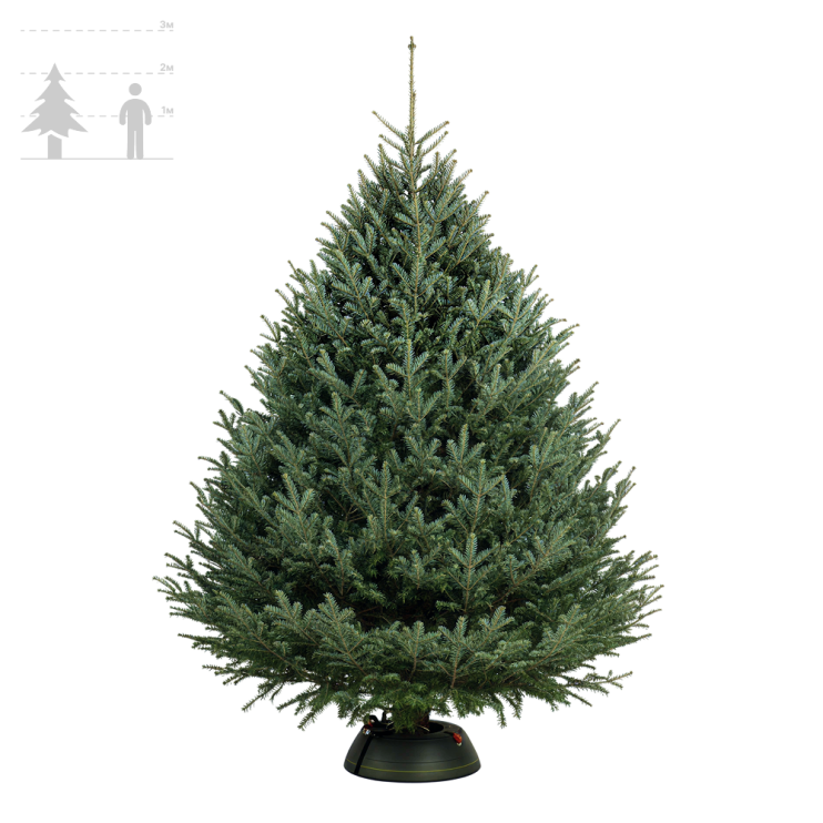 Пихта Фразера 200-225 см