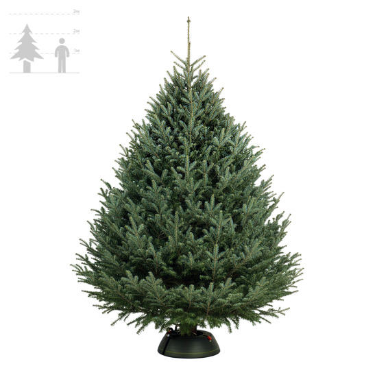 Пихта Фразера 225-250 см