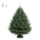 Пихта Фразера 225-250 см