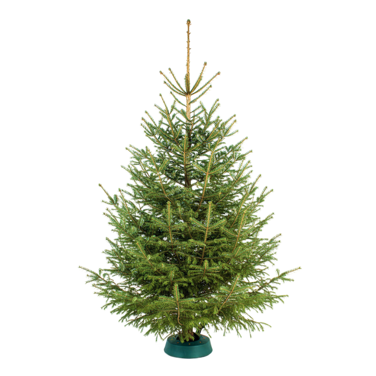 Ёлка Русская 900-950 см