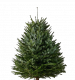 Ёлка Датская Премиум 250-275см