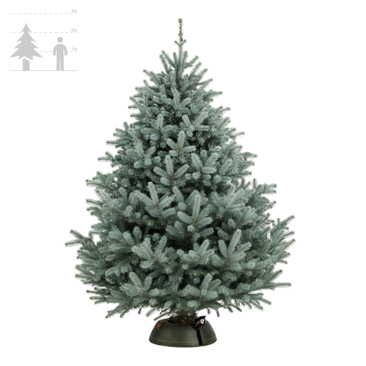 Голубая Ель Премиум 200-225 см