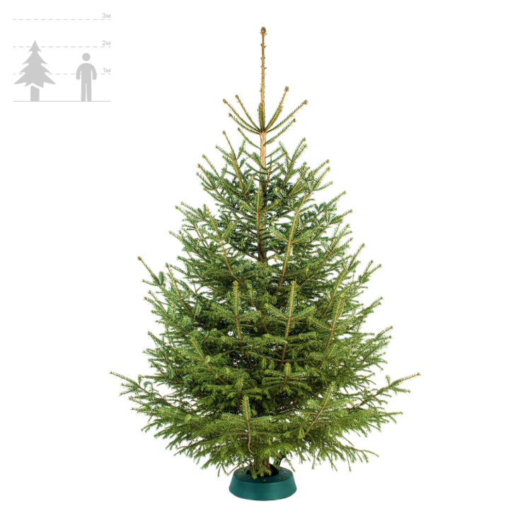 Ёлка Русская 200-225см