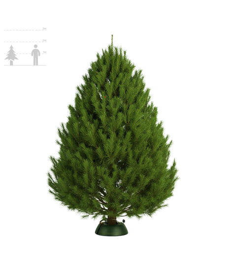 Сосна Канадская 150-175 см