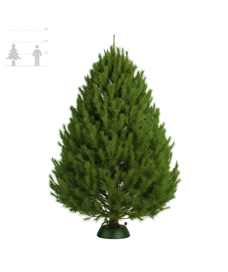 Сосна Канадская 175-200 см