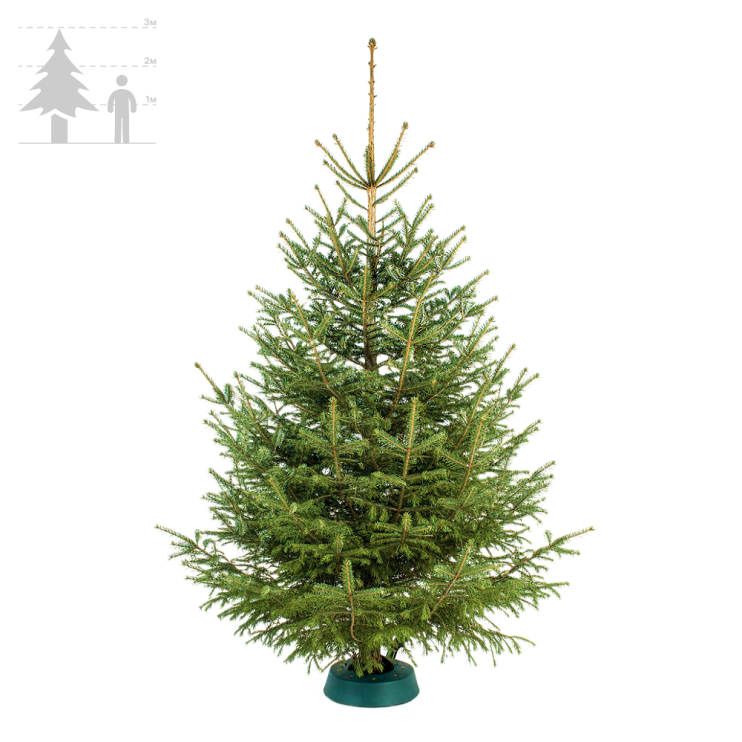 Ёлка Русская 250-300 см