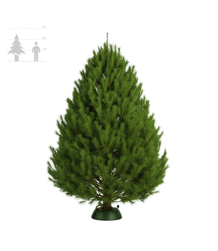 Сосна Канадская 200-225 см