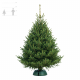 Норвежская Ель 125-150 см