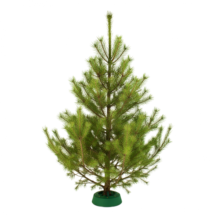 Сосна Русская 175-200см