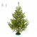 Сосна Русская 200-225см