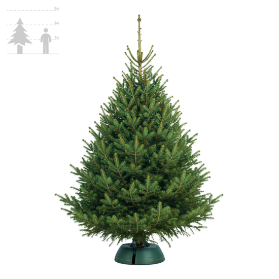 Норвежская Ель 225-250 см