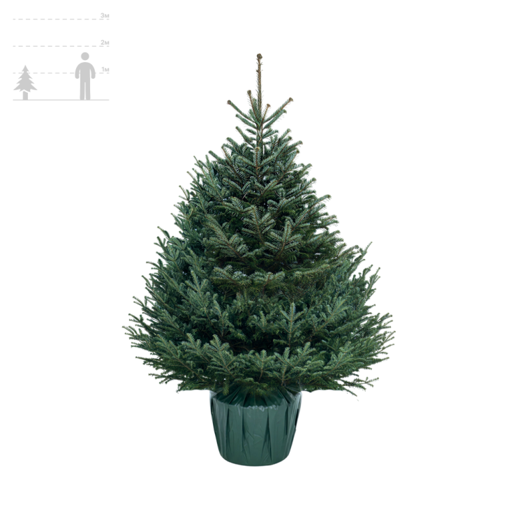 Пихта Фразера в горшке 100-125 см