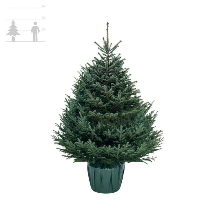 Пихта Фразера в горшке 175-200 см