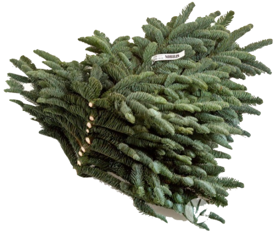  Банч из веток Нобилиса (лапник)