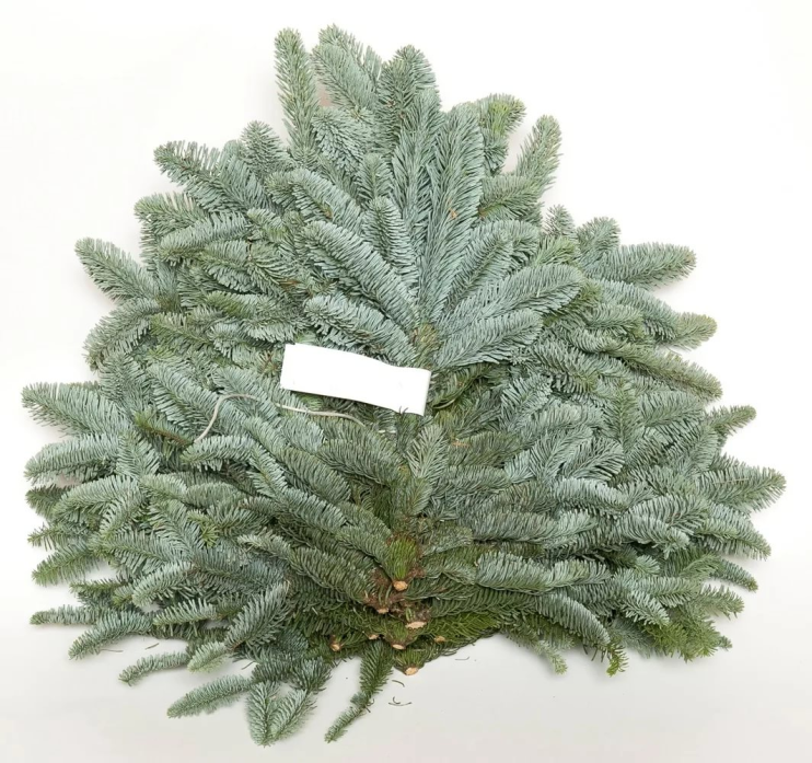  Банч из веток Нобилиса (лапник)