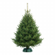 Норвежская Ель 250-275 см