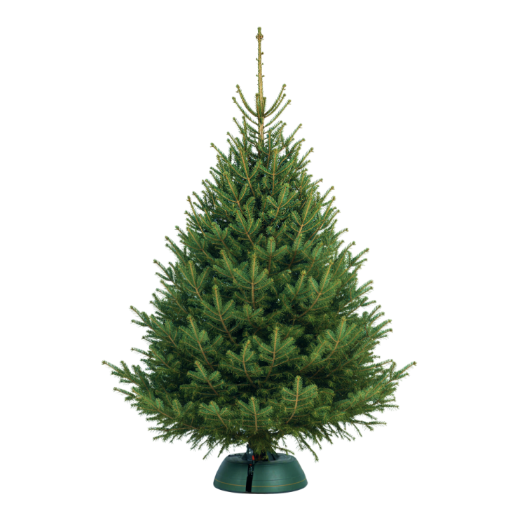 Норвежская Ель 300-350 см