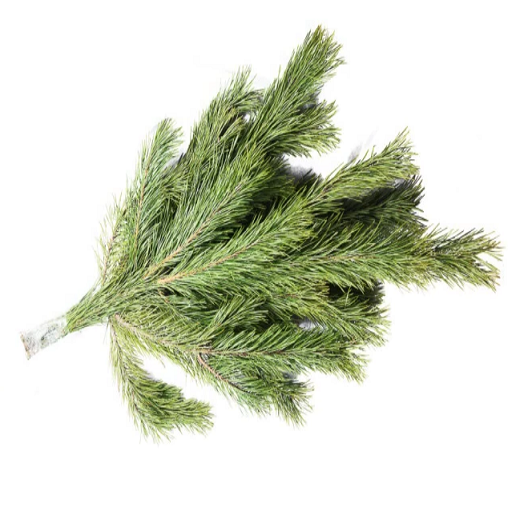 Букет из сосновых веток (Сосновый лапник)