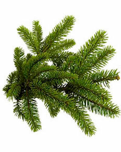 Букет из еловых веток (Еловый лапник)