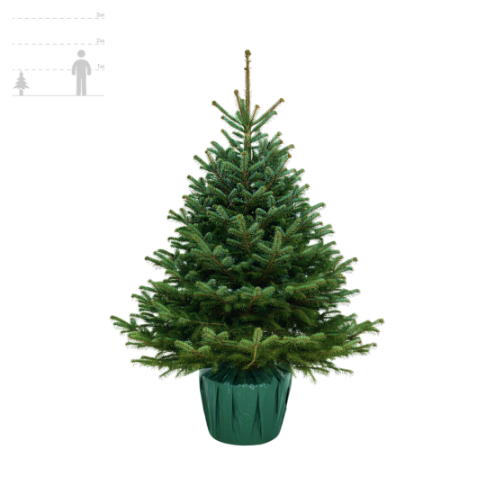 Пихта Нордмана в горшке 60-75 см 