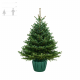 Пихта Нордмана в горшке 125-150 см