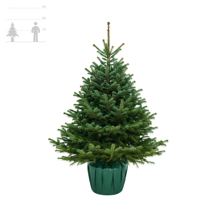 Пихта Нордмана в горшке 150-175 см