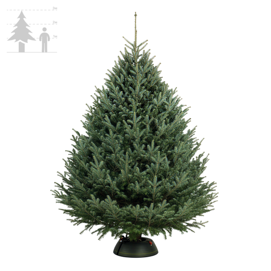 Пихта Фразера 275-300 см