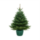 Пихта Нордмана в горшке 275-300 см