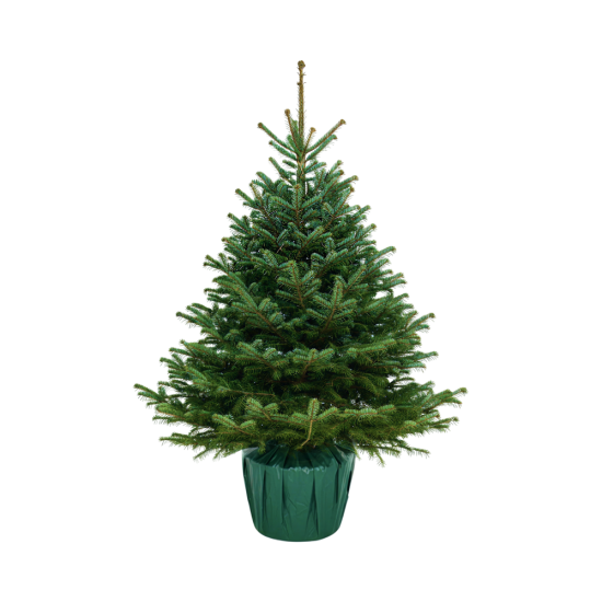 Пихта Нордмана в горшке 75-100 см