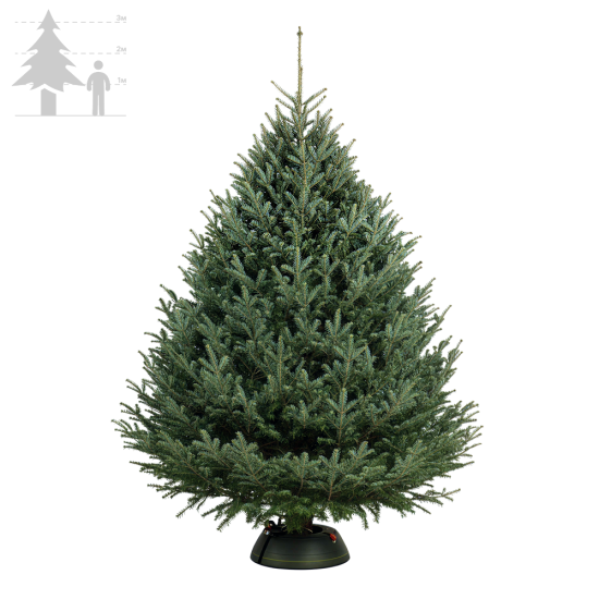 Пихта Фразера 300-350 см