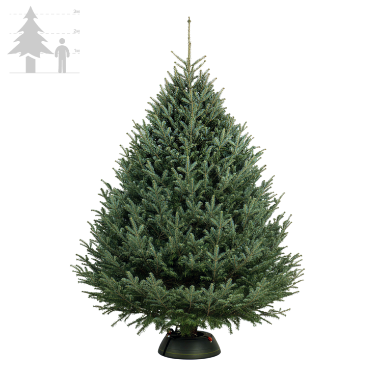 Пихта Фразера 300-350 см