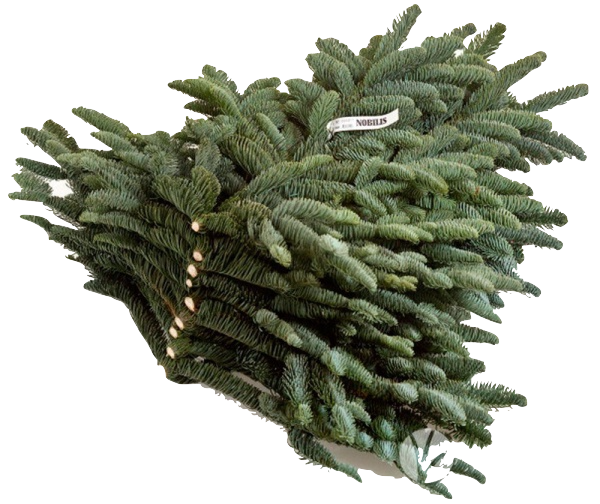   1/2 Банча из веток Нобилиса (лапник) 