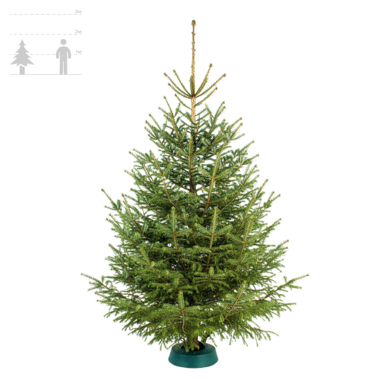 Ёлка Русская 150-175 см 