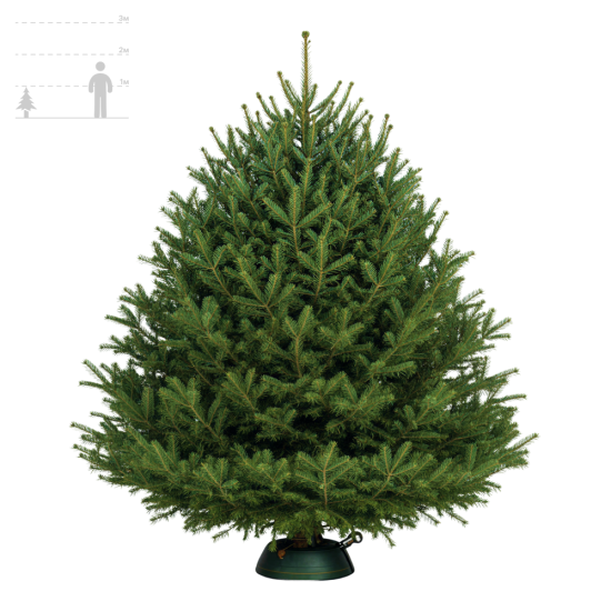 Пихта Нордмана (Датская) 75-100см