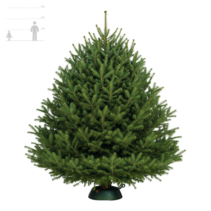 Пихта Нордмана (Датская) 75-100см