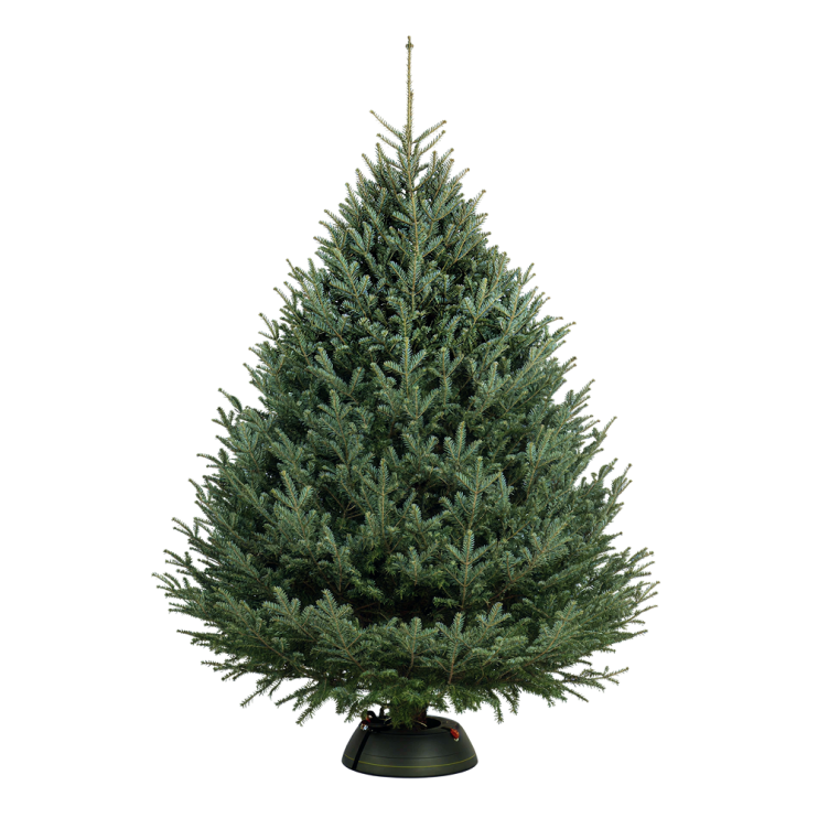 Пихта Фразера 500-550 см