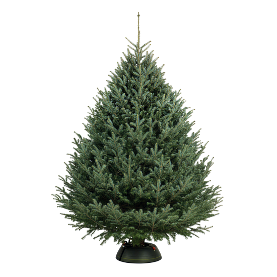 Пихта Фразера 550-600 см