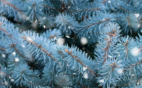 Голубая ель: история происхождения, виды, описания и фото