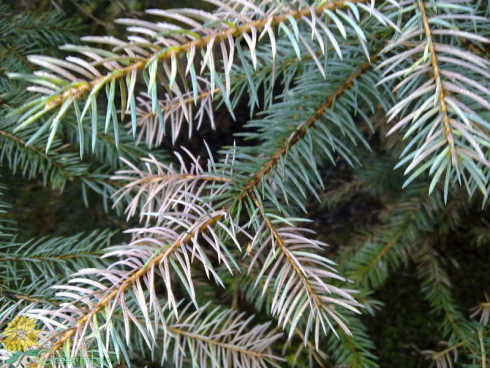 У ели желтеют иголки. Что делать в этом случае?