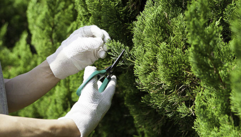 Уход за елью в саду