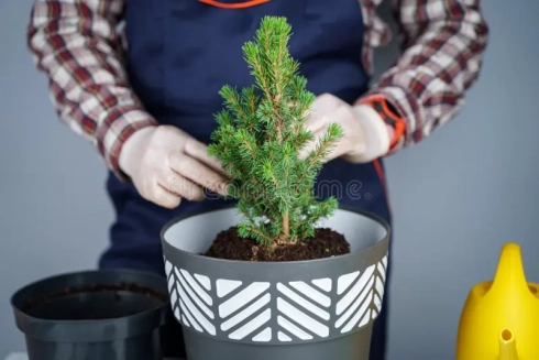 Уход за растущей в горшке елью