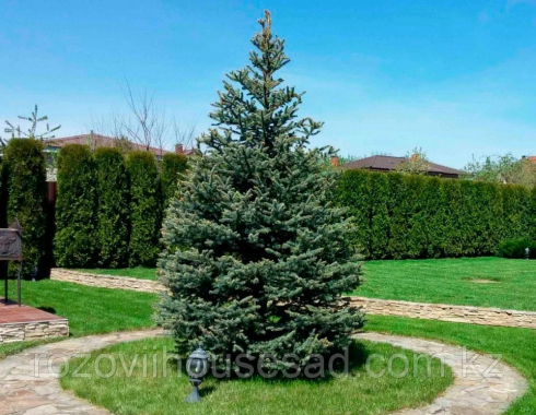 Выращивание настоящей ели на своем участке