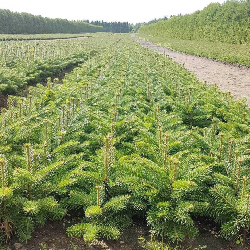 Великий елочный путь. Как новогодние деревья растут и попадают в дом