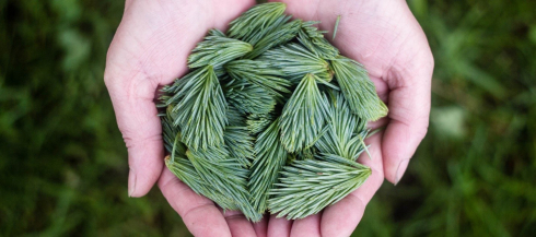 Как хвойные растения могут помочь в борьбе с COVID-19.